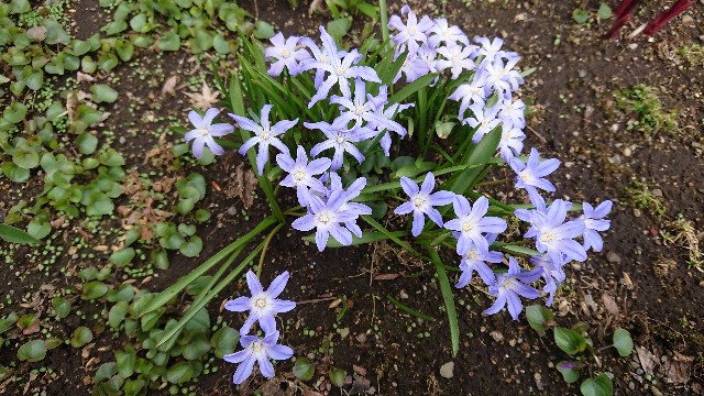 いつも出逢うとつい写真を撮ってしまう イフェイオン ハナニラ ひとり猫旅日記