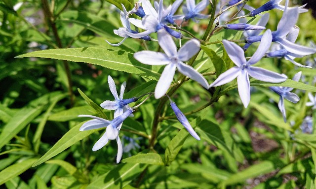 舗道で見つけた薄い水色の輝きみたいな チョウジソウ ひとり猫旅日記