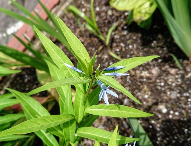 舗道で見つけた薄い水色の輝きみたいな チョウジソウ ひとり猫旅日記