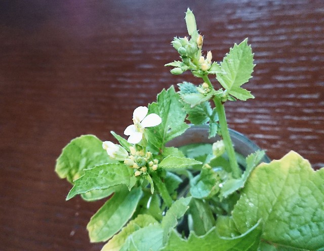 ラディッシュ の花は白かった ひとり猫旅日記