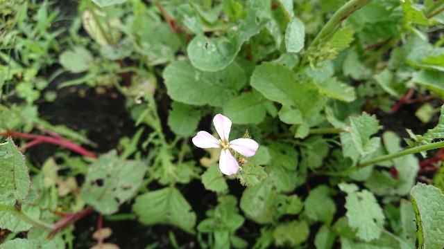 なんともめんこいラディッシュの花 ひとり猫旅日記