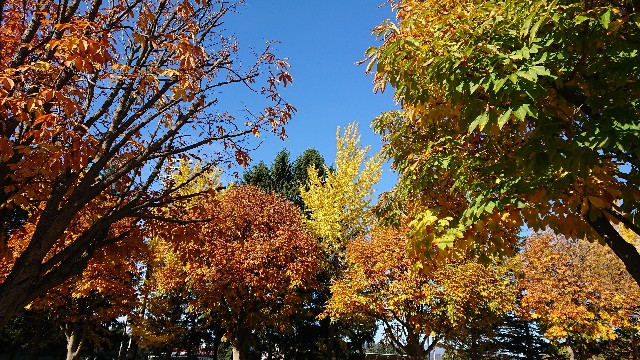 お日様と葉っぱで明るくなってきた秋の林 ひとり猫旅日記