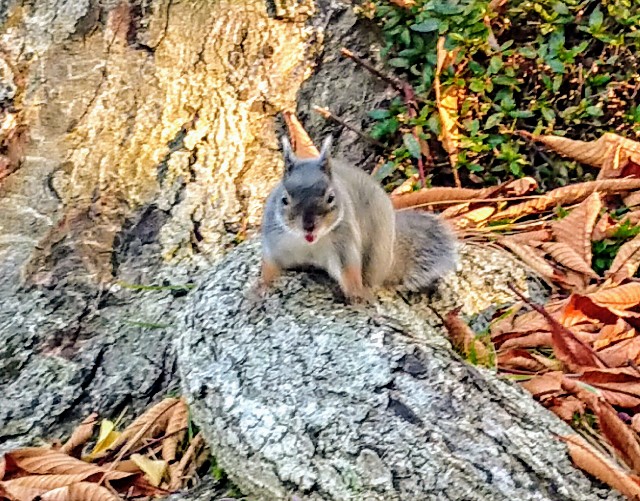 威嚇するようなリス の真っ正面顔 ひとり猫旅日記