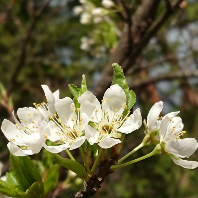 朝陽に輝くように開く純白のスモモの花 ひとり猫旅日記