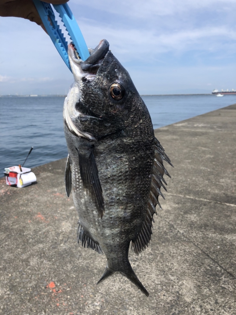 別府市一文字沖堤防 やはり沖堤防は魚影の濃さピカイチです 釣りバカ家族 別府市一文字沖堤防 やはり沖堤防は魚影の濃さピカイチです 釣りバカ家族