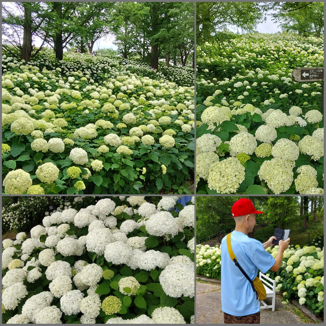 f:id:hitorirensyu:20260704183703j:image f:id:hitorirensyu:20260704183703j:image