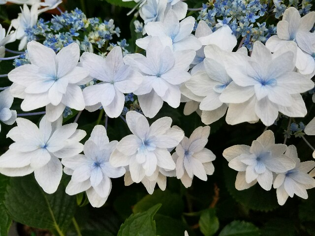f:id:hitotobi:20180610070610j:image f:id:hitotobi:20180610070610j:image