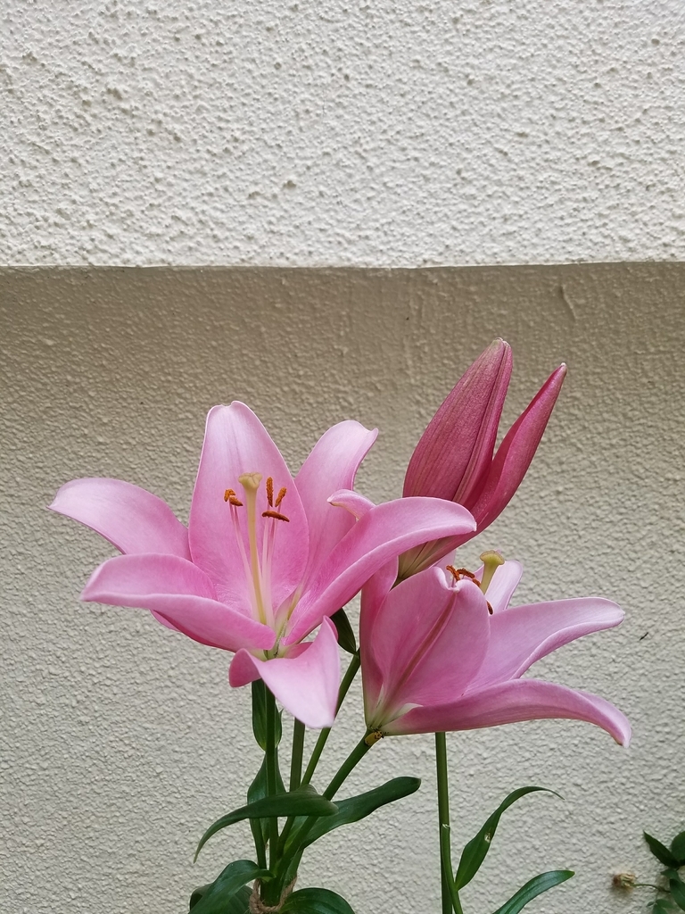 f:id:hitotobi:20180923222939j:plain