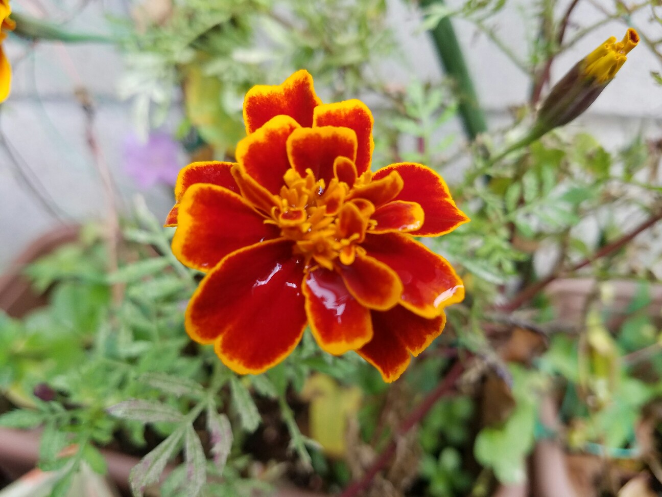 f:id:hitotobi:20181027134528j:image
