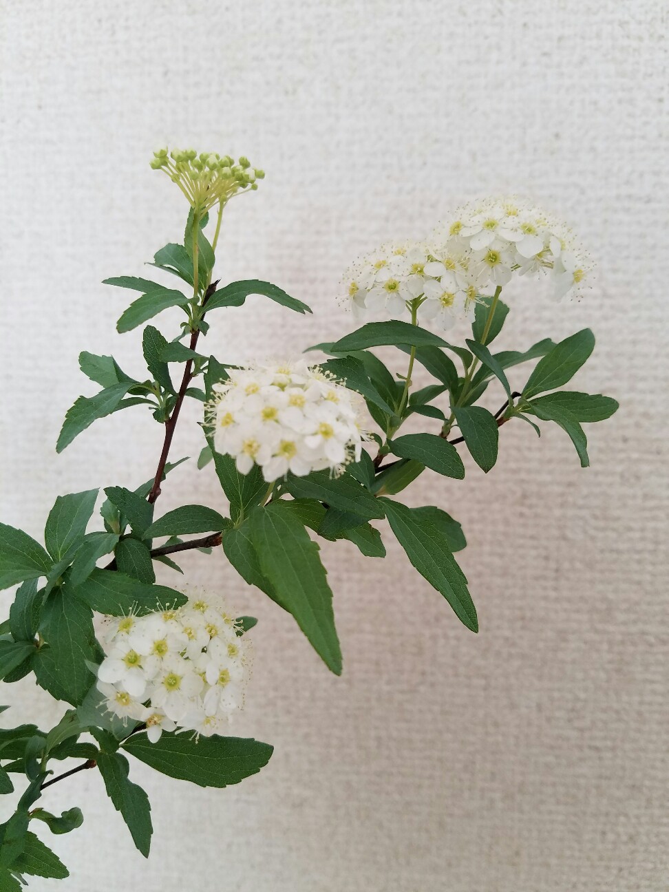 f:id:hitotobi:20190120001122j:image