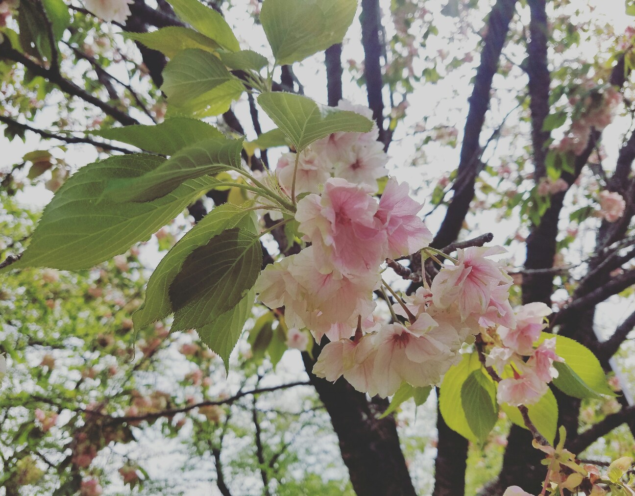 f:id:hitotobi:20190501164803j:image