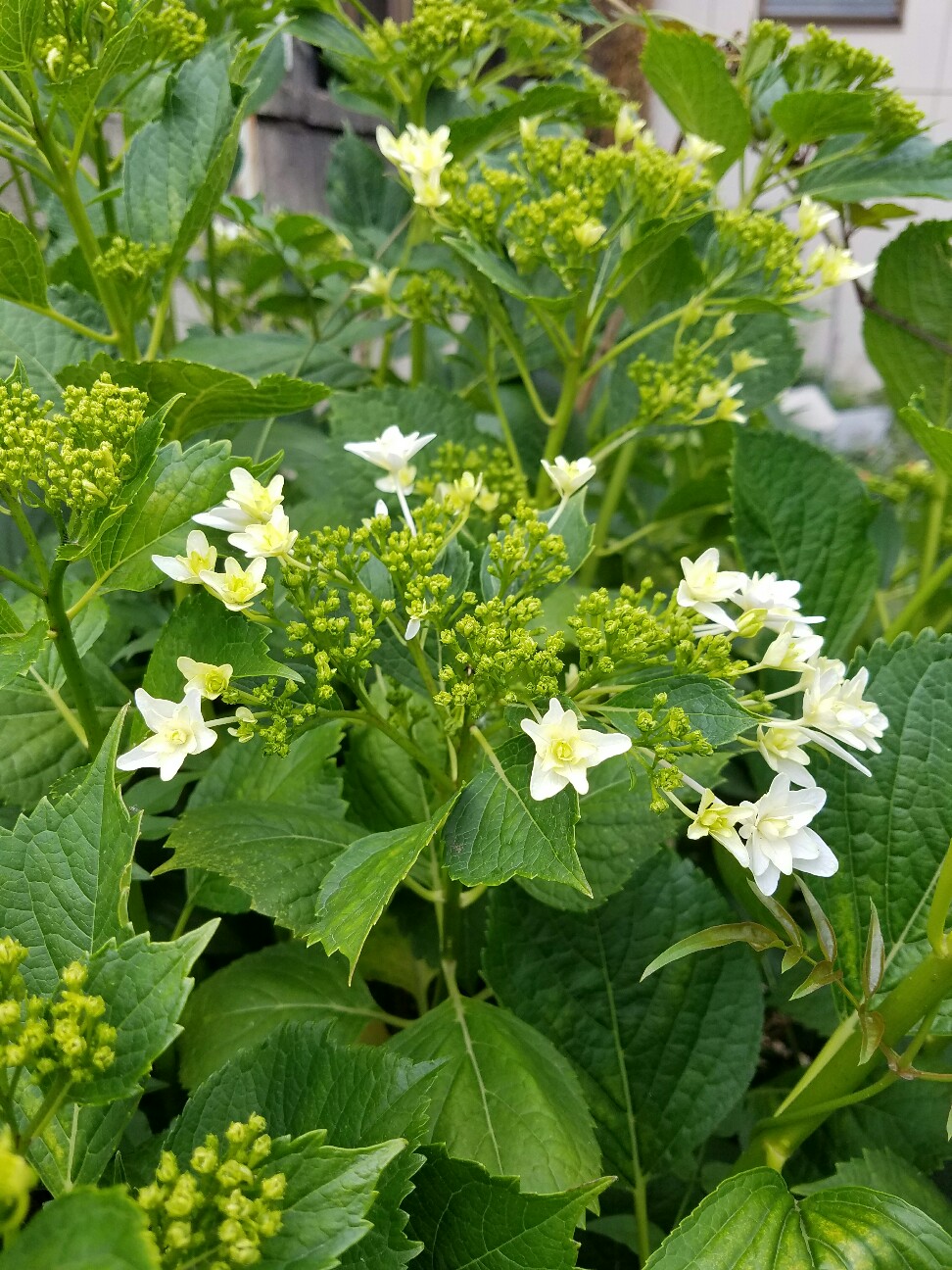 f:id:hitotobi:20190517083341j:image