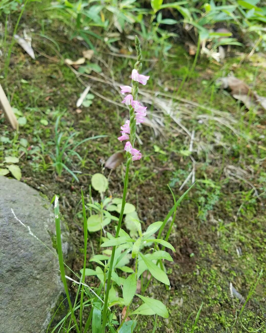 f:id:hitotobi:20190627082739j:image