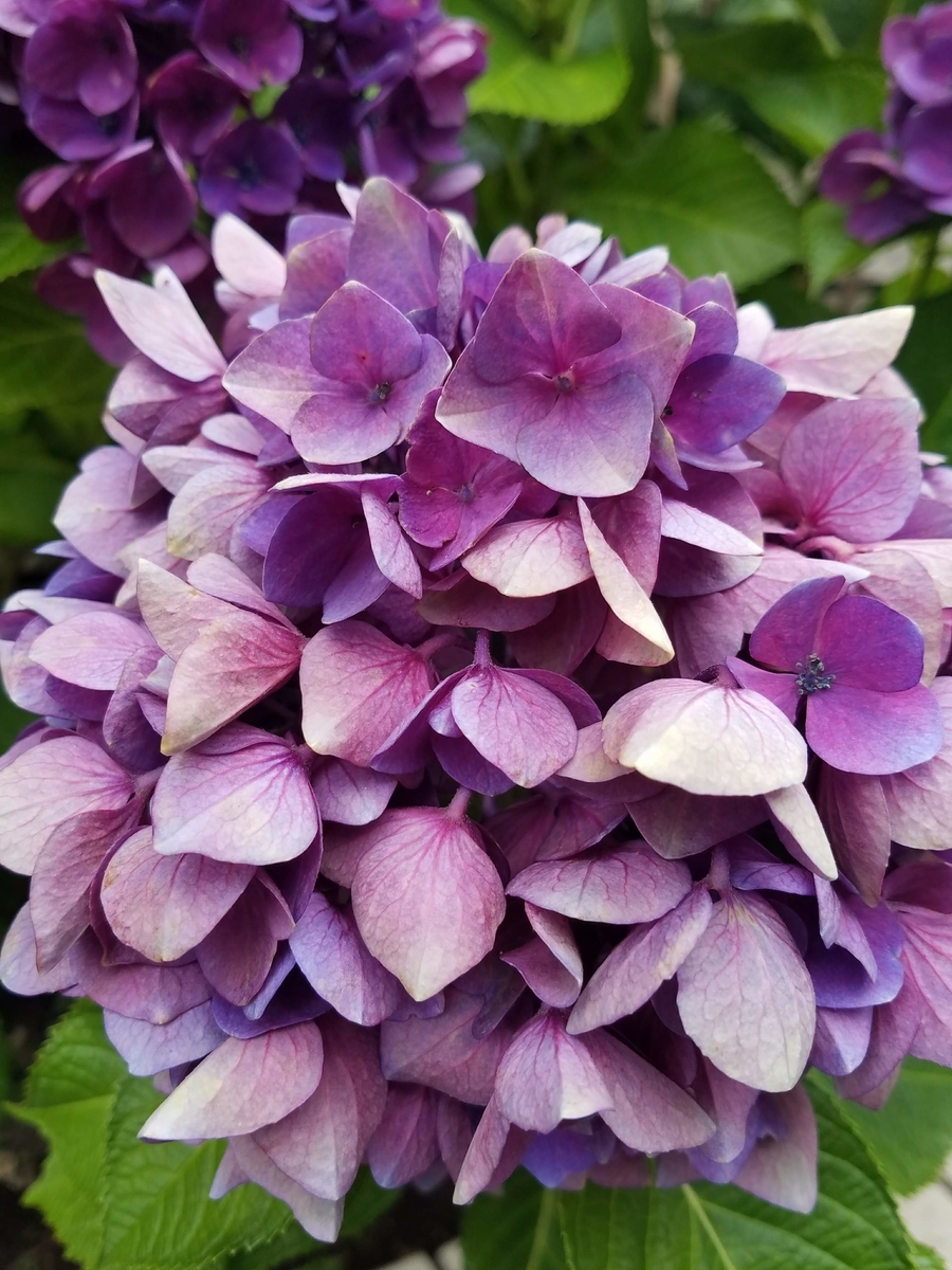 f:id:hitotobi:20190627213040j:plain f:id:hitotobi:20190627213040j:plain
