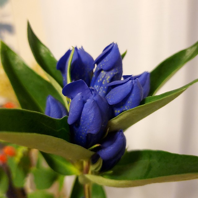 f:id:hitotobi:20200812125318j:image f:id:hitotobi:20200812125318j:image