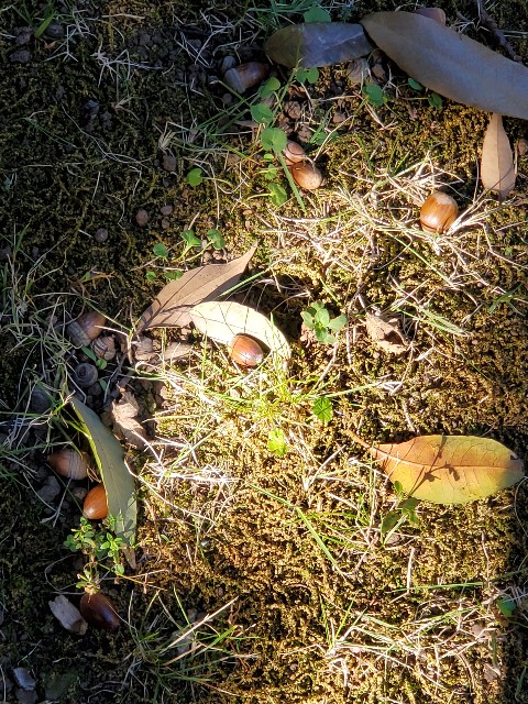 f:id:hitotobi:20201110103659j:image f:id:hitotobi:20201110103659j:image