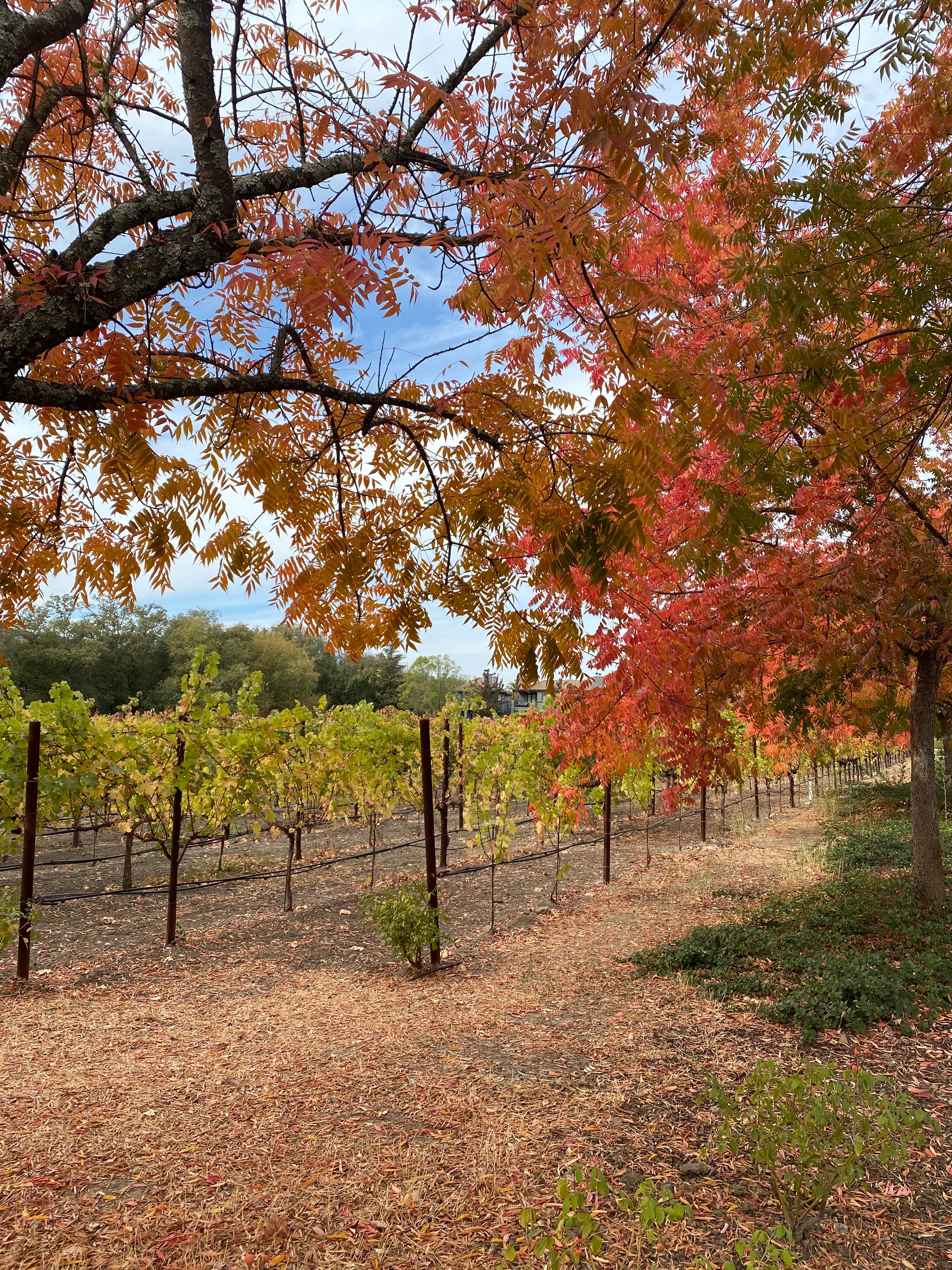 f:id:hitotoshoku:20201113121224j:image f:id:hitotoshoku:20201113121224j:image