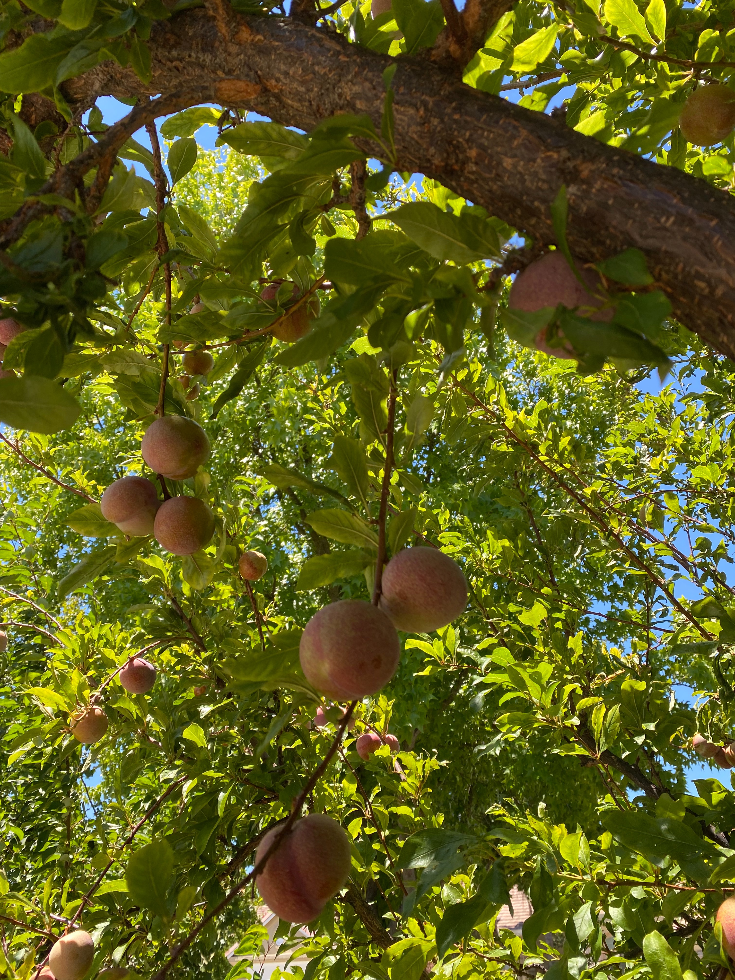 f:id:hitotoshoku:20210710095517j:image f:id:hitotoshoku:20210710095517j:image