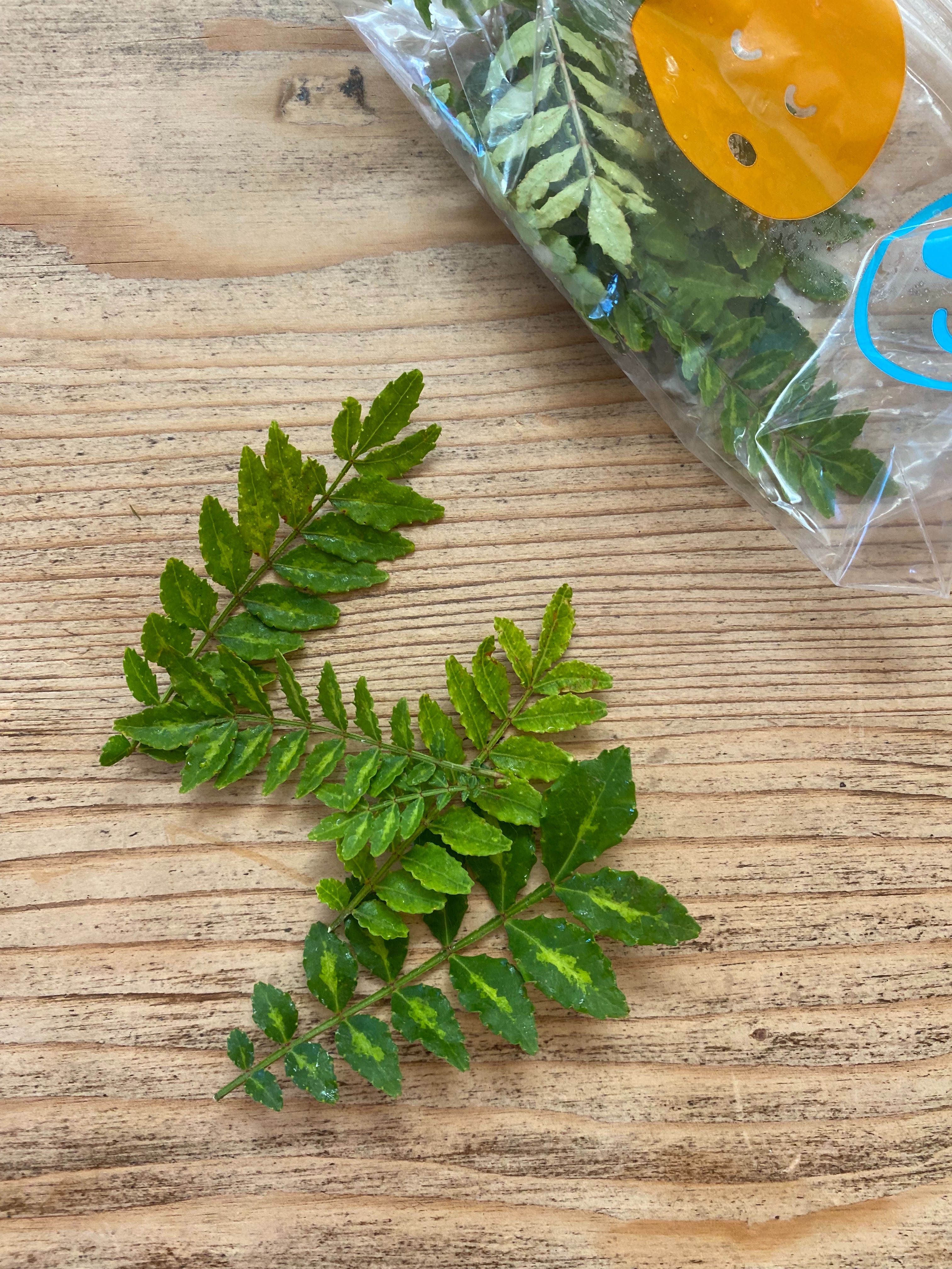 f:id:hitotoshoku:20210710100314j:image f:id:hitotoshoku:20210710100314j:image