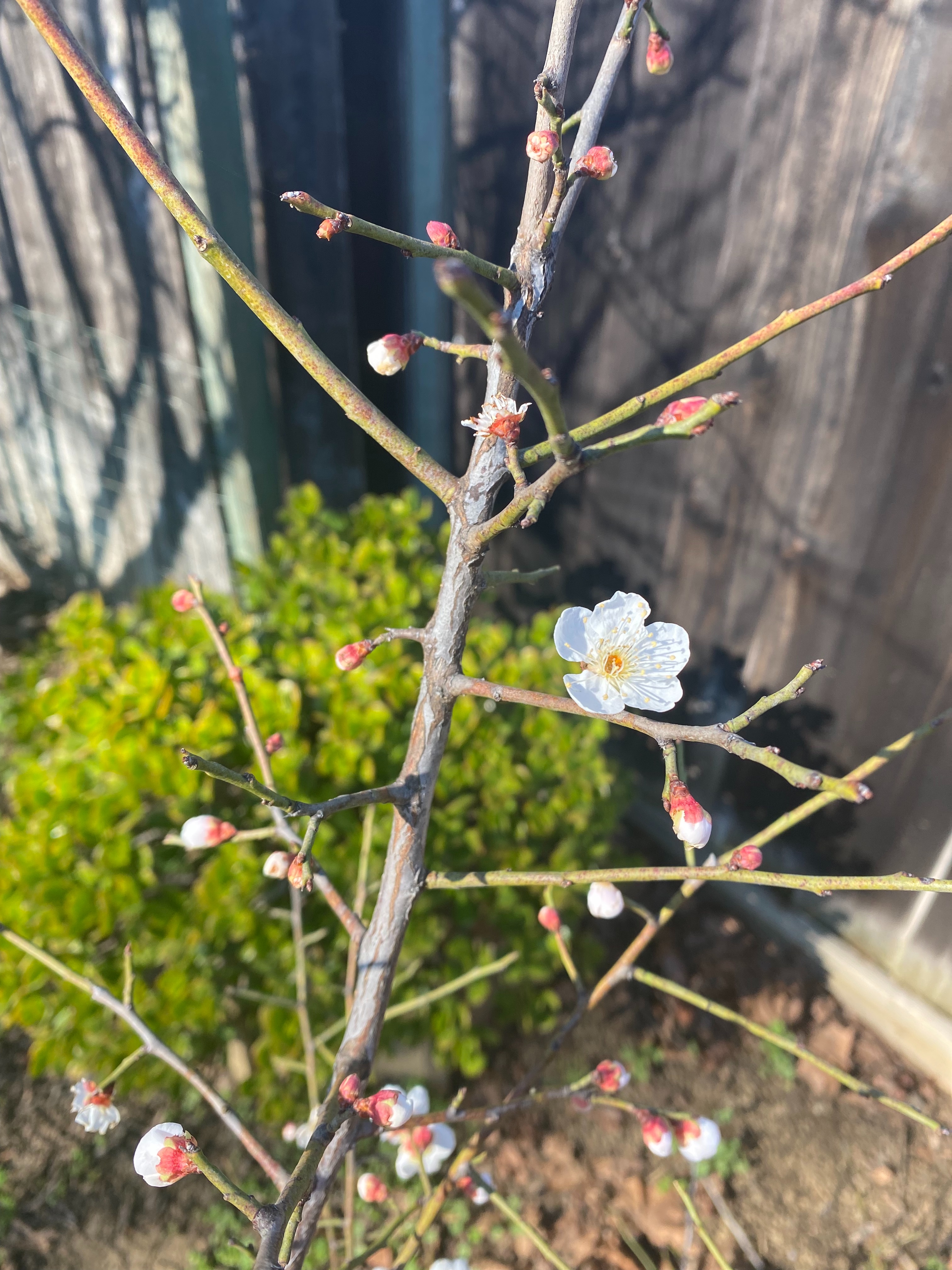 f:id:hitotoshoku:20220314145142j:image