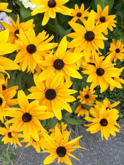 f:id:hitototema:20170706220431j:image f:id:hitototema:20170706220431j:image