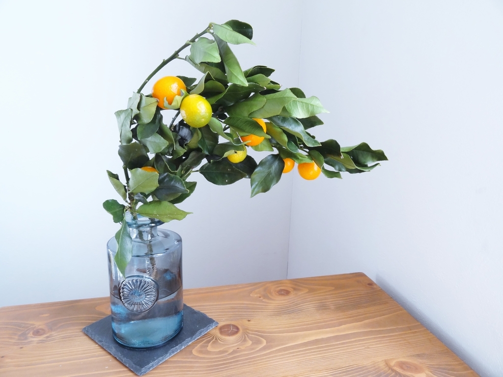 f:id:hitotsubogreen:20190104214604j:plain f:id:hitotsubogreen:20190104214604j:plain