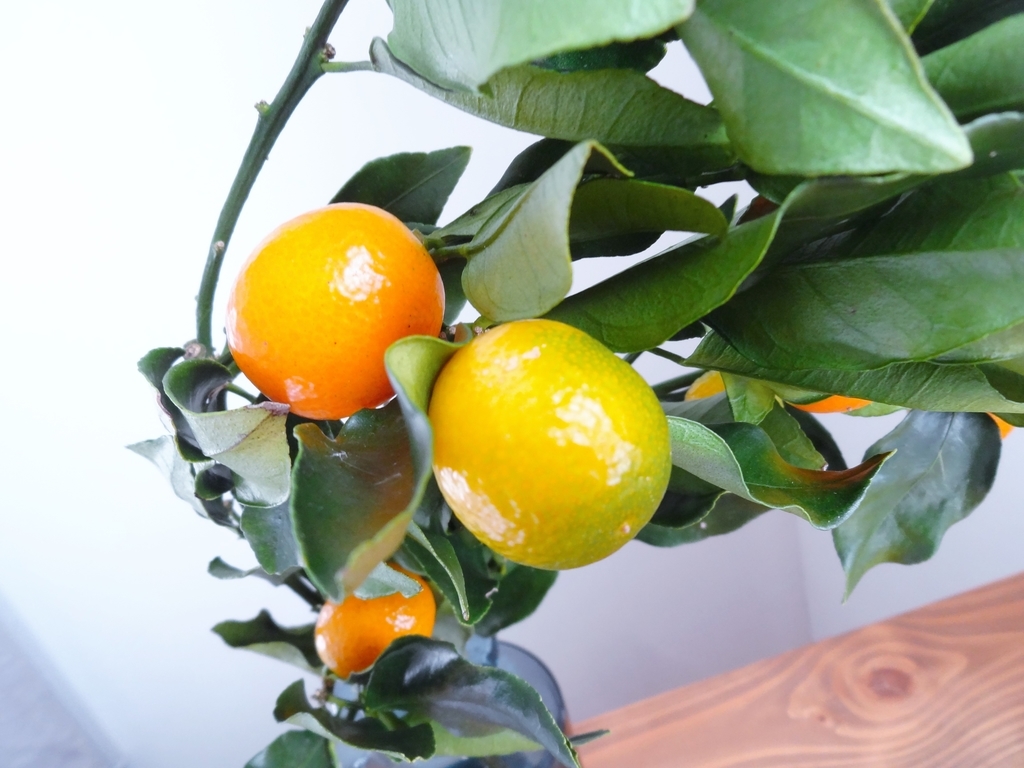 f:id:hitotsubogreen:20190104214650j:plain f:id:hitotsubogreen:20190104214650j:plain