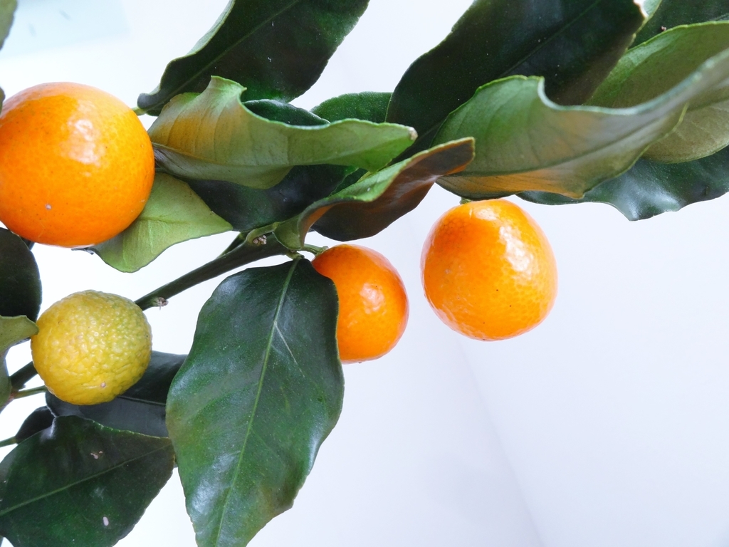 f:id:hitotsubogreen:20190104214741j:plain f:id:hitotsubogreen:20190104214741j:plain