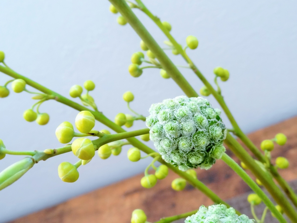 f:id:hitotsubogreen:20190119223151j:plain f:id:hitotsubogreen:20190119223151j:plain