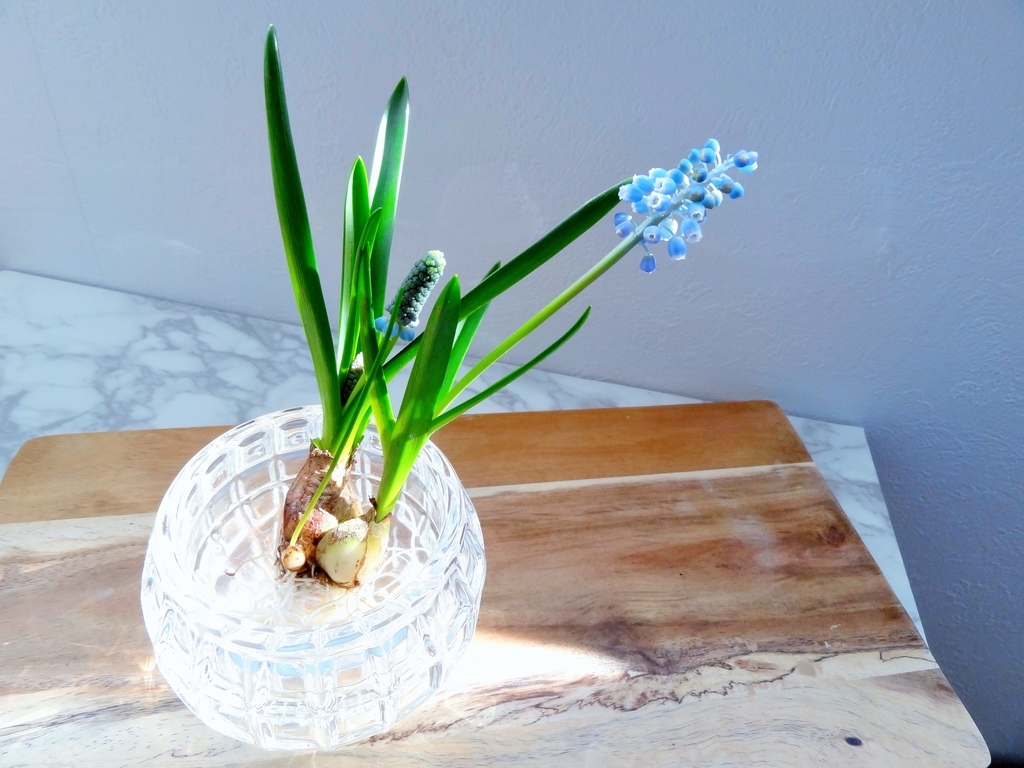 f:id:hitotsubogreen:20190127133909j:plain f:id:hitotsubogreen:20190127133909j:plain