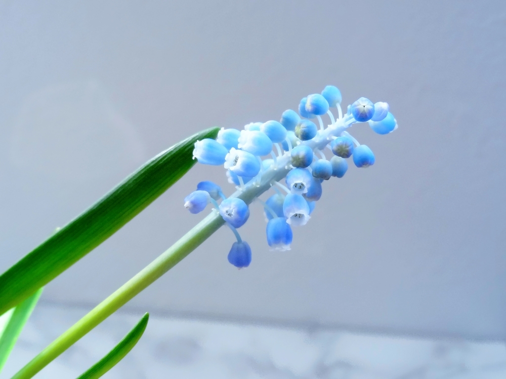 f:id:hitotsubogreen:20190127134028j:plain f:id:hitotsubogreen:20190127134028j:plain