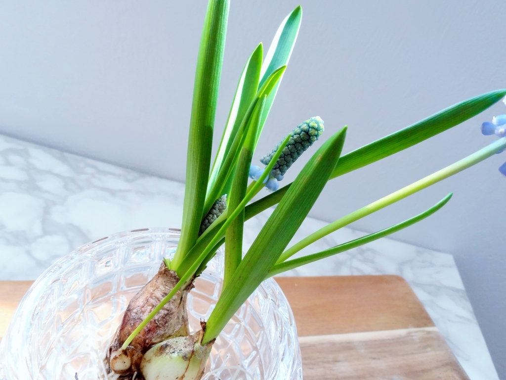 f:id:hitotsubogreen:20190127134133j:plain f:id:hitotsubogreen:20190127134133j:plain