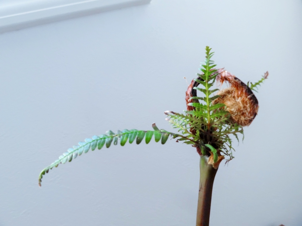 f:id:hitotsubogreen:20190130230230j:plain f:id:hitotsubogreen:20190130230230j:plain