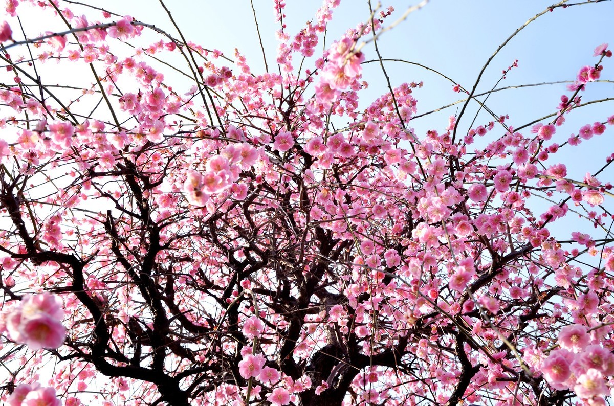 f:id:hitoxu:20190401231341j:plain f:id:hitoxu:20190401231341j:plain