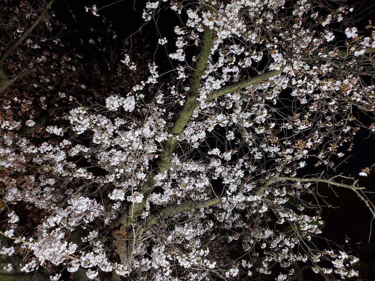 f:id:hitoxu:20190404195918j:plain f:id:hitoxu:20190404195918j:plain