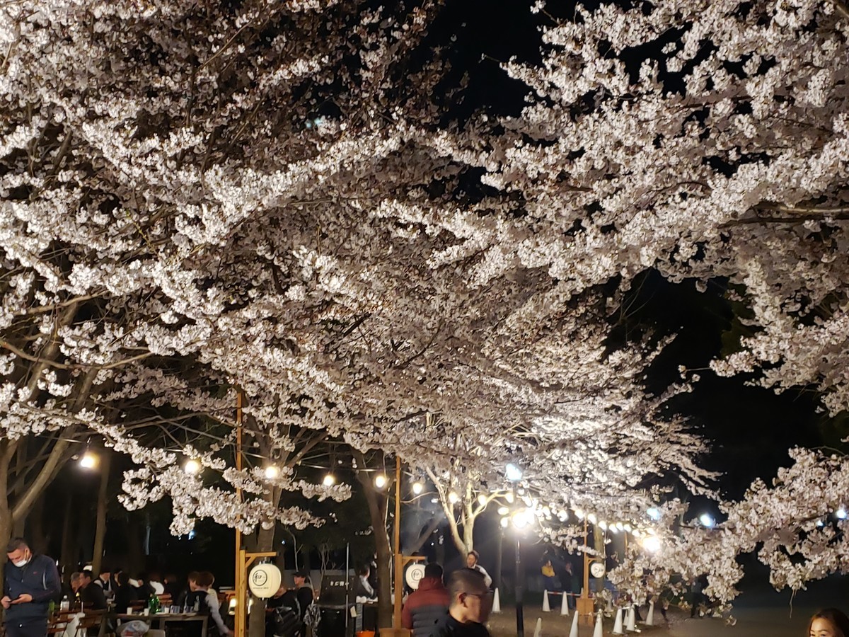 f:id:hitoxu:20190404202417j:plain f:id:hitoxu:20190404202417j:plain