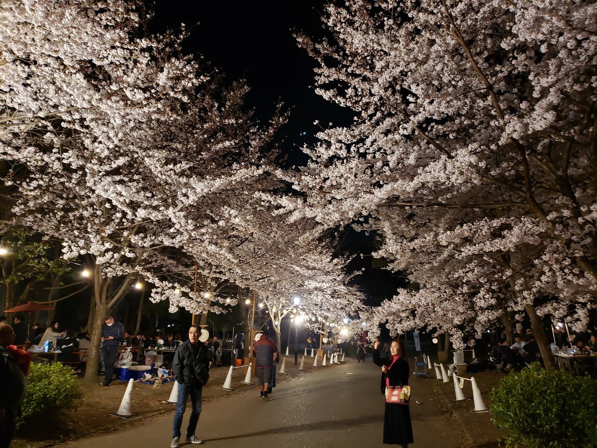 f:id:hitoxu:20190404202425j:plain f:id:hitoxu:20190404202425j:plain