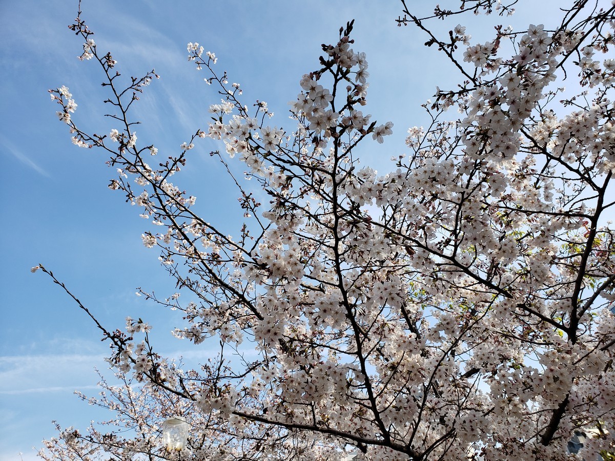 f:id:hitoxu:20190405081018j:plain f:id:hitoxu:20190405081018j:plain