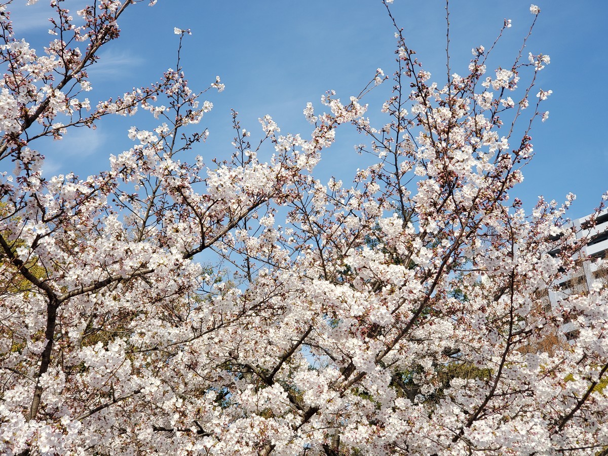 f:id:hitoxu:20190405081110j:plain f:id:hitoxu:20190405081110j:plain