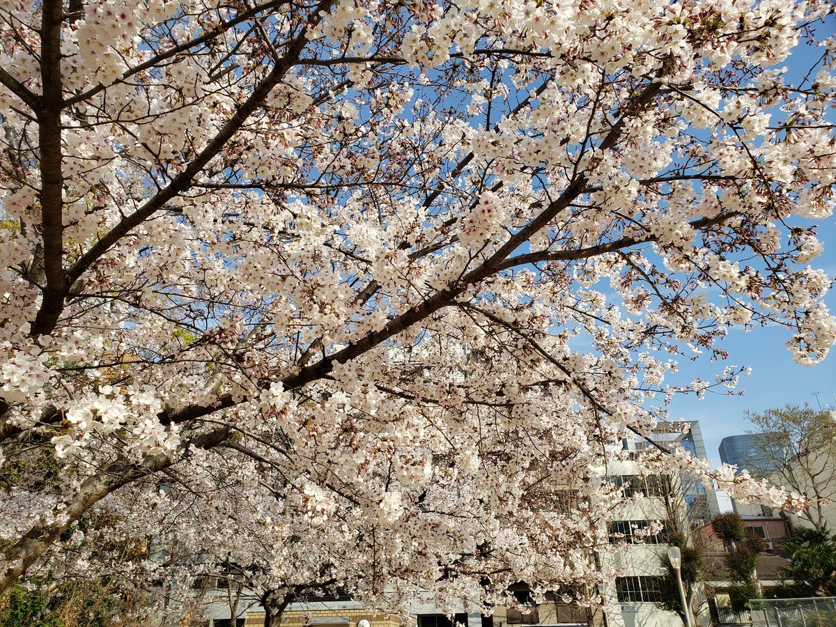 f:id:hitoxu:20190405081254j:plain f:id:hitoxu:20190405081254j:plain