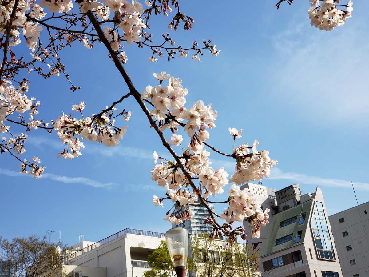 f:id:hitoxu:20190405081317j:plain f:id:hitoxu:20190405081317j:plain