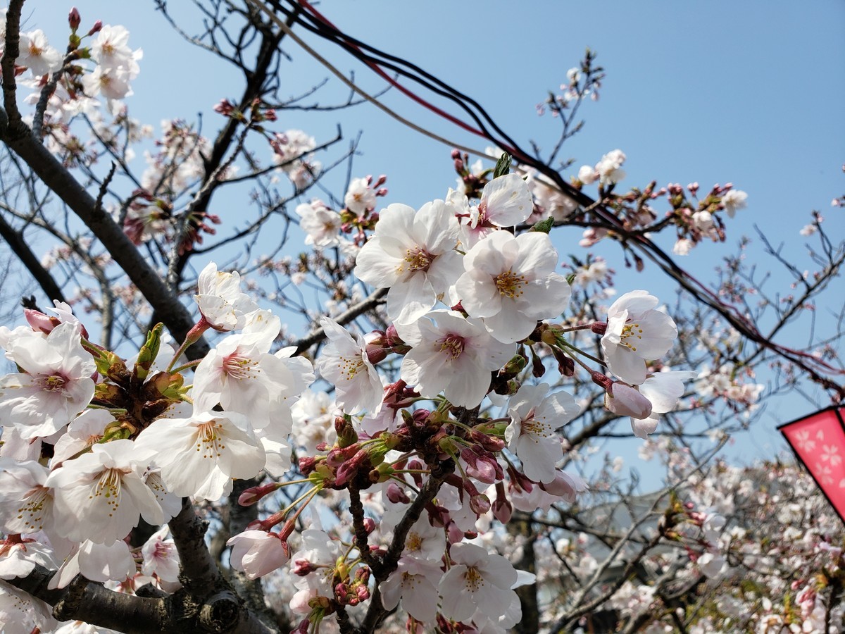 f:id:hitoxu:20190406103516j:plain f:id:hitoxu:20190406103516j:plain