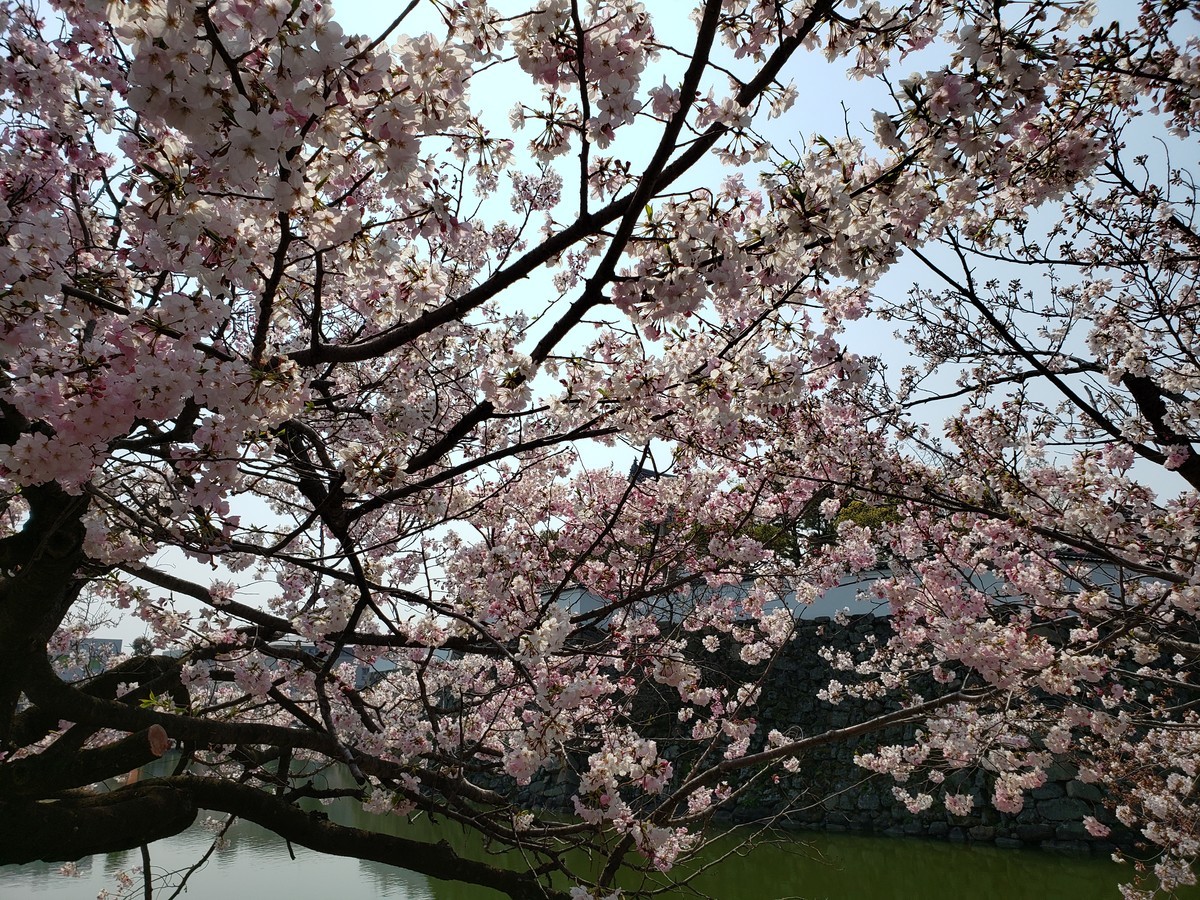 f:id:hitoxu:20190406104029j:plain f:id:hitoxu:20190406104029j:plain
