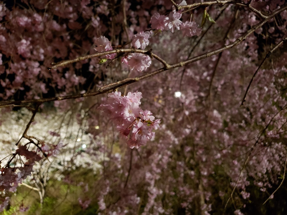 f:id:hitoxu:20190413213934j:plain