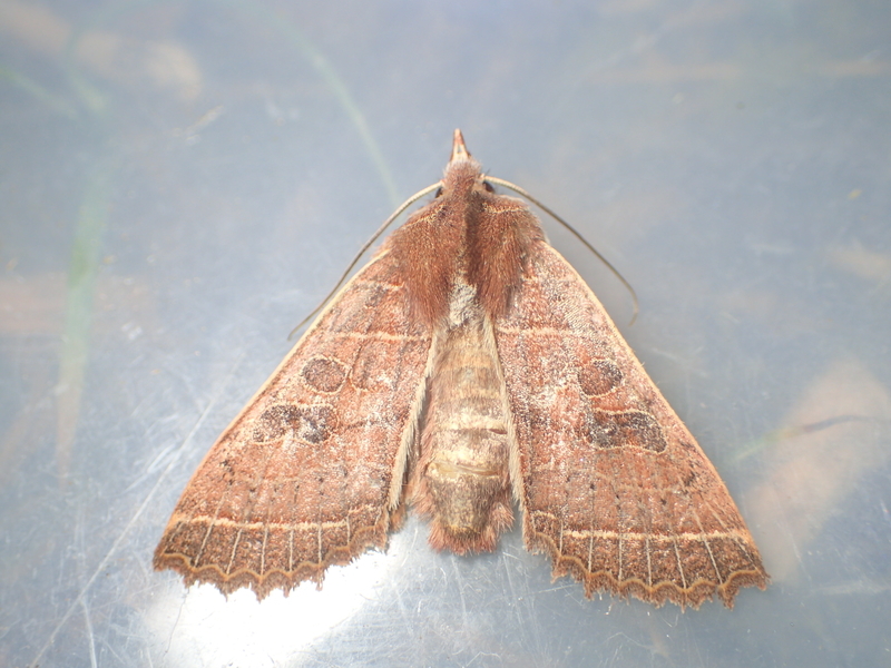 f:id:hitoyasumi06:20191124172601j:plain