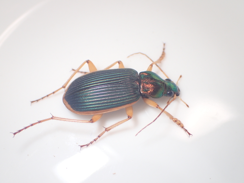 f:id:hitoyasumi06:20191124172827j:plain