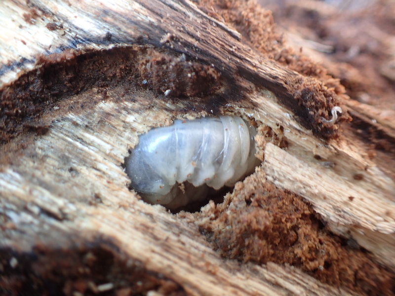 f:id:hitoyasumi06:20191130173313j:plain