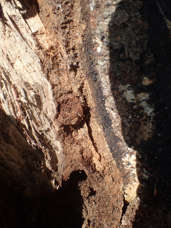 f:id:hitoyasumi06:20191130173412j:plain