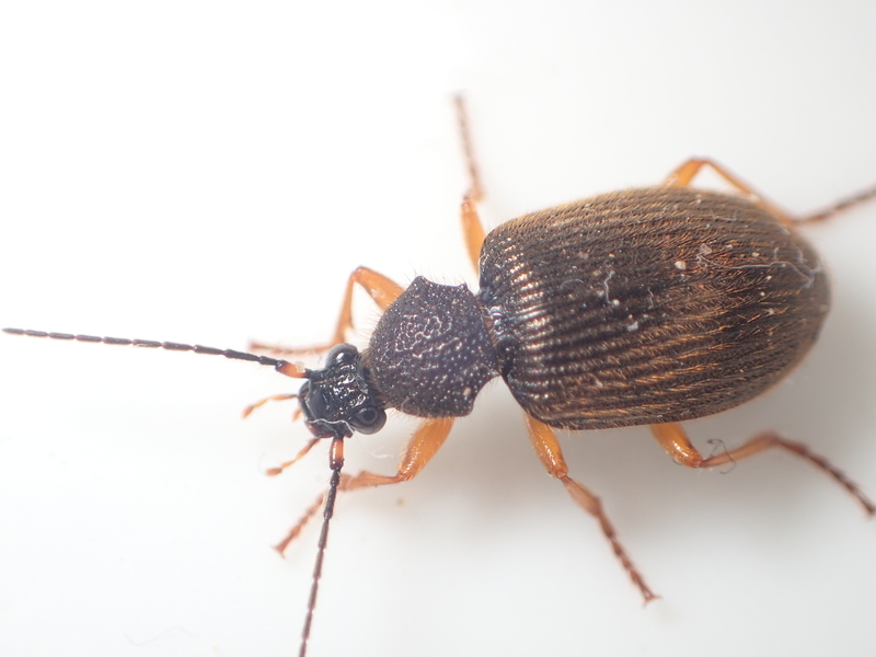 f:id:hitoyasumi06:20191130174032j:plain