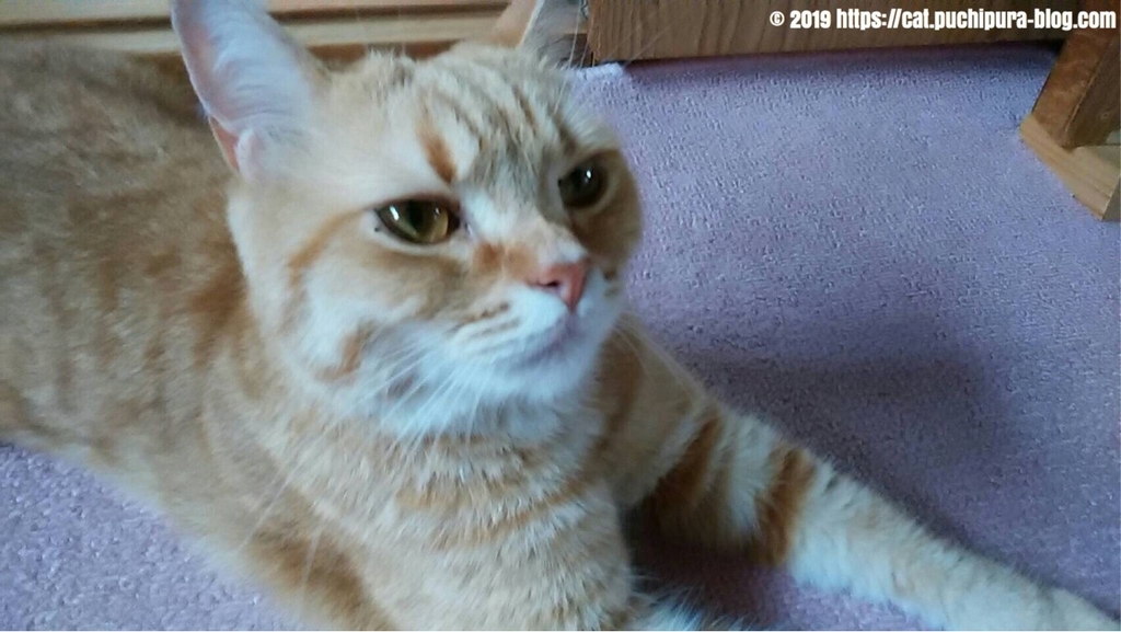 f:id:hitsuji-puchi:20190123112509j:plain f:id:hitsuji-puchi:20190123112509j:plain